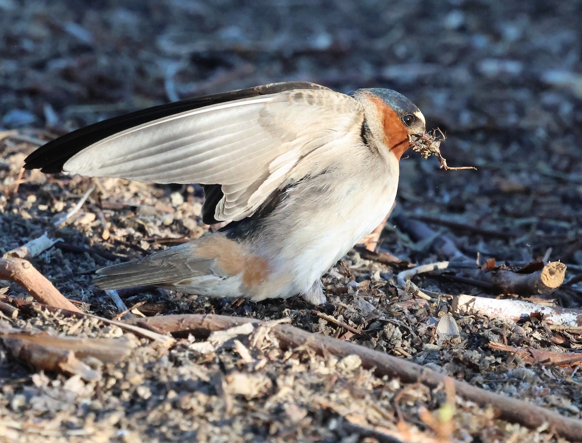 Cliff Swallow - ML620046460