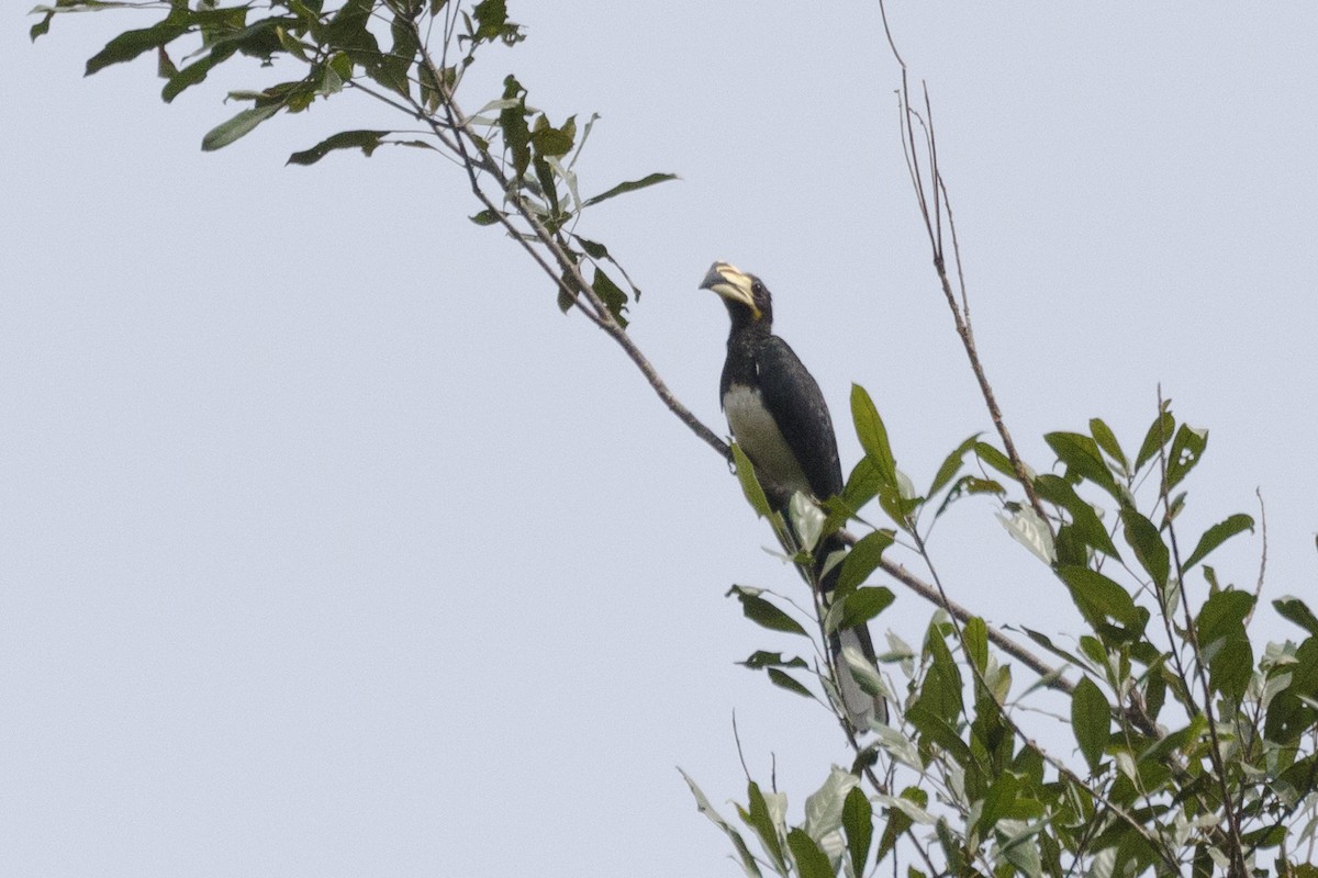 West African Pied Hornbill - ML620046488
