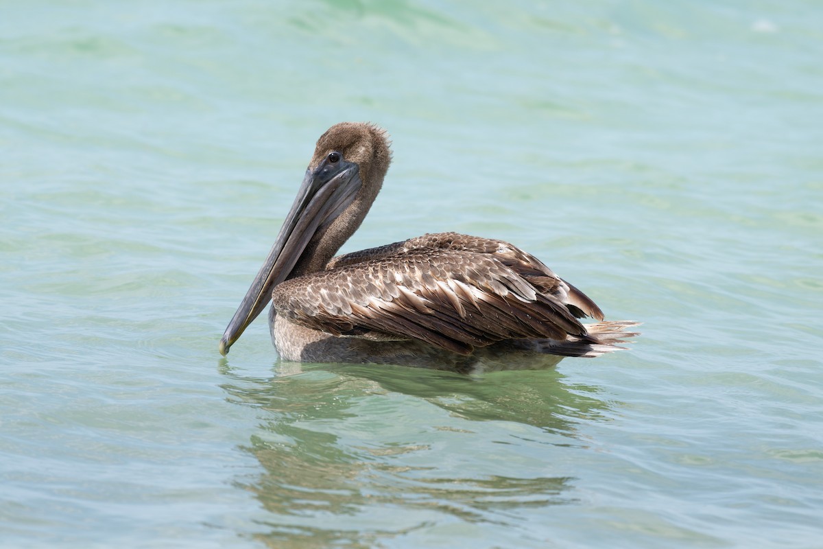 pelikán hnědý (ssp. carolinensis) - ML620046493