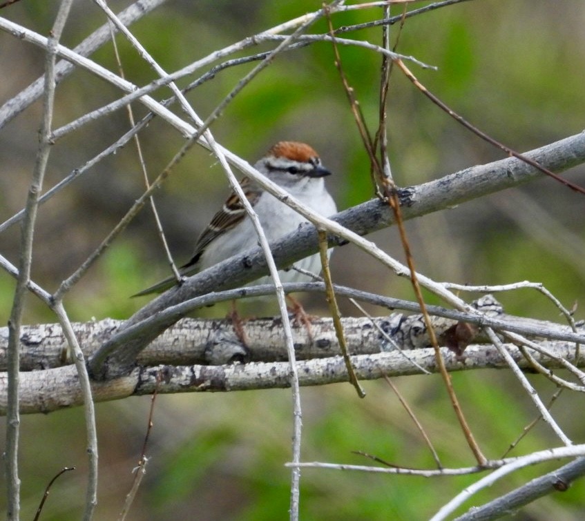 Chipping Sparrow - ML620046538