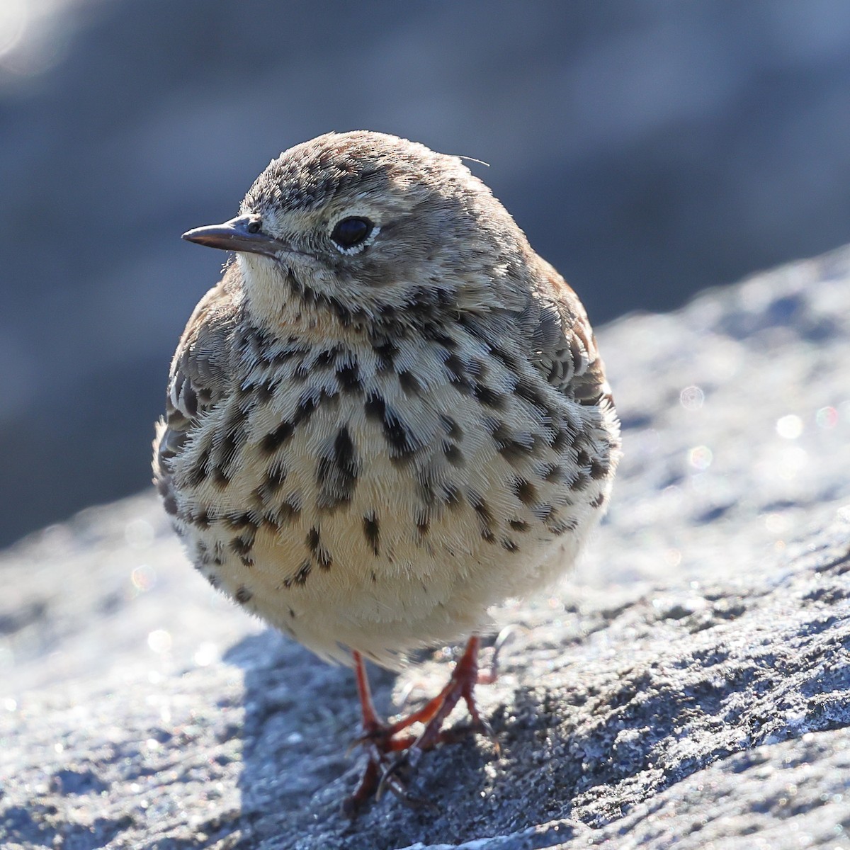 Rock Pipit - Kakul Paul