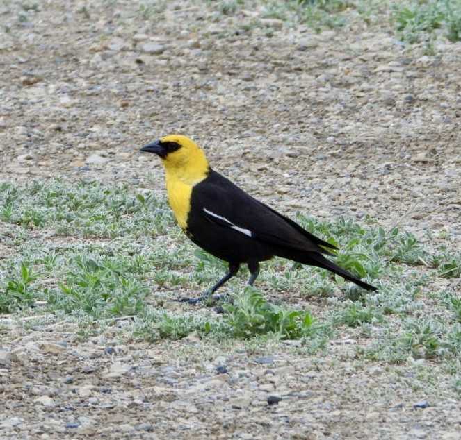 Yellow-headed Blackbird - ML620046545
