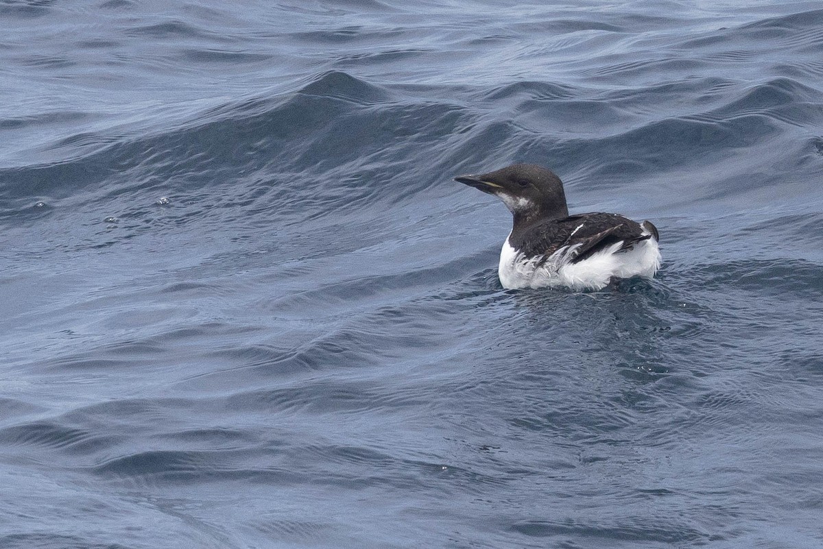 Thick-billed Murre - ML620046562