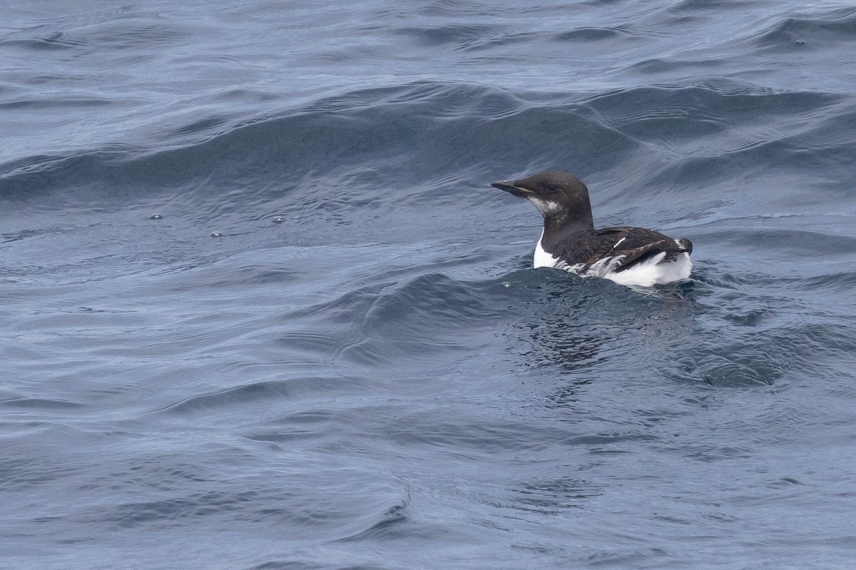 Thick-billed Murre - ML620046564