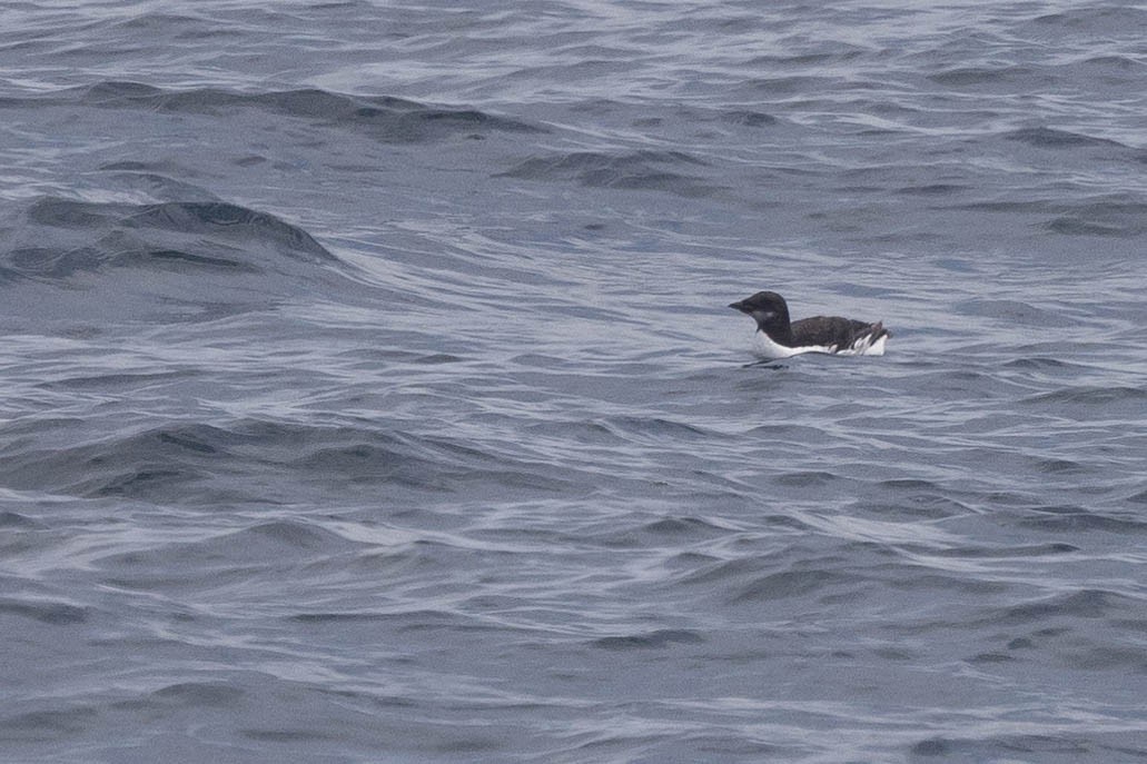 Thick-billed Murre - ML620046567
