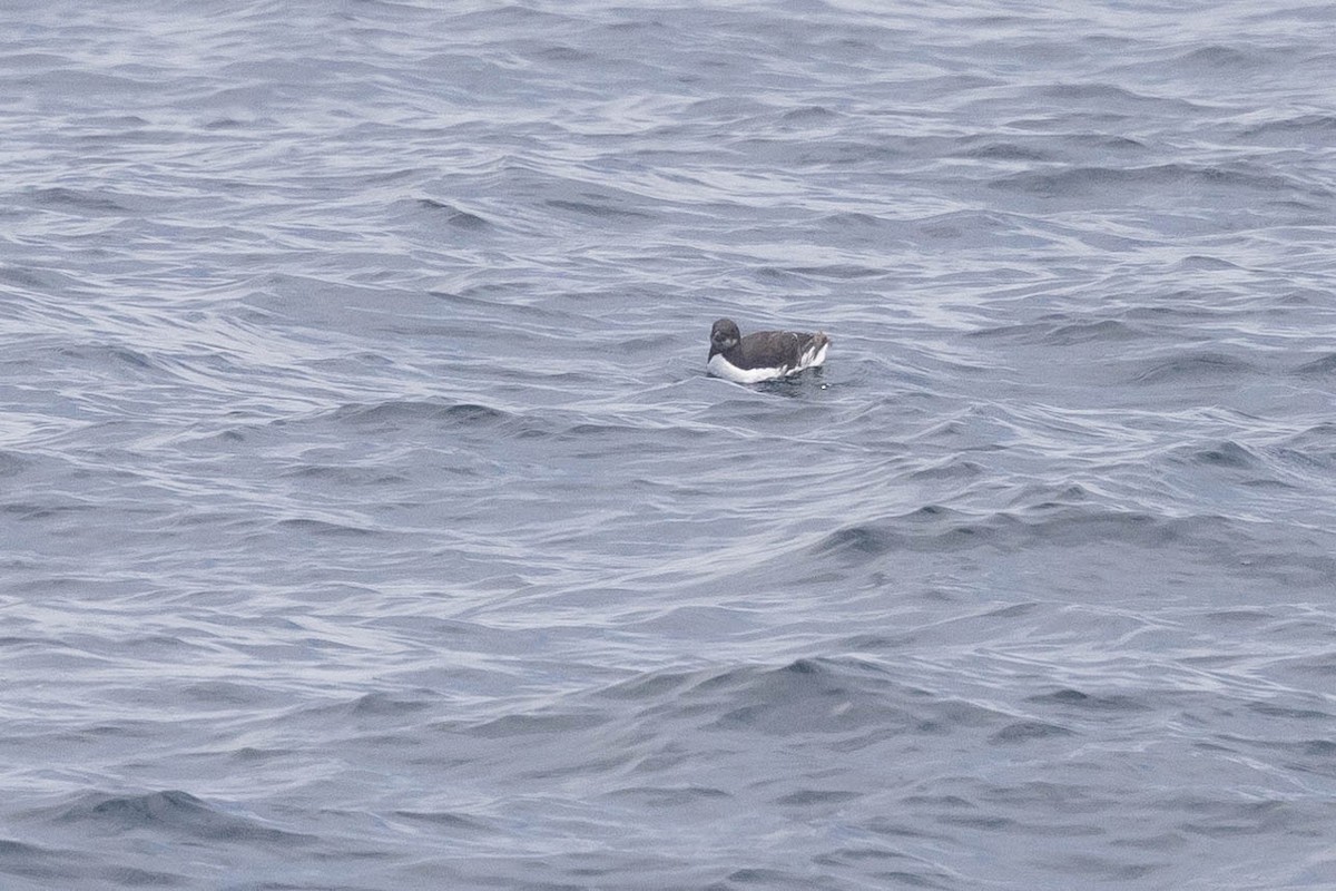 Thick-billed Murre - ML620046569