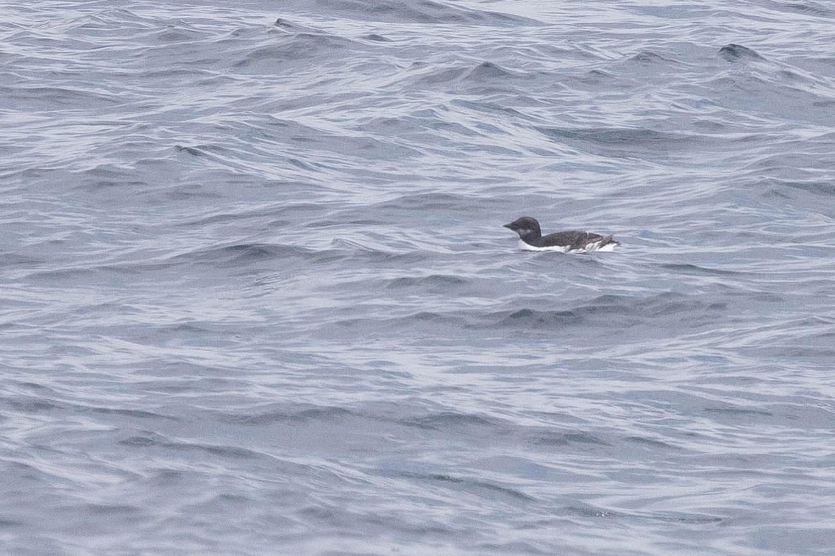 Thick-billed Murre - ML620046572
