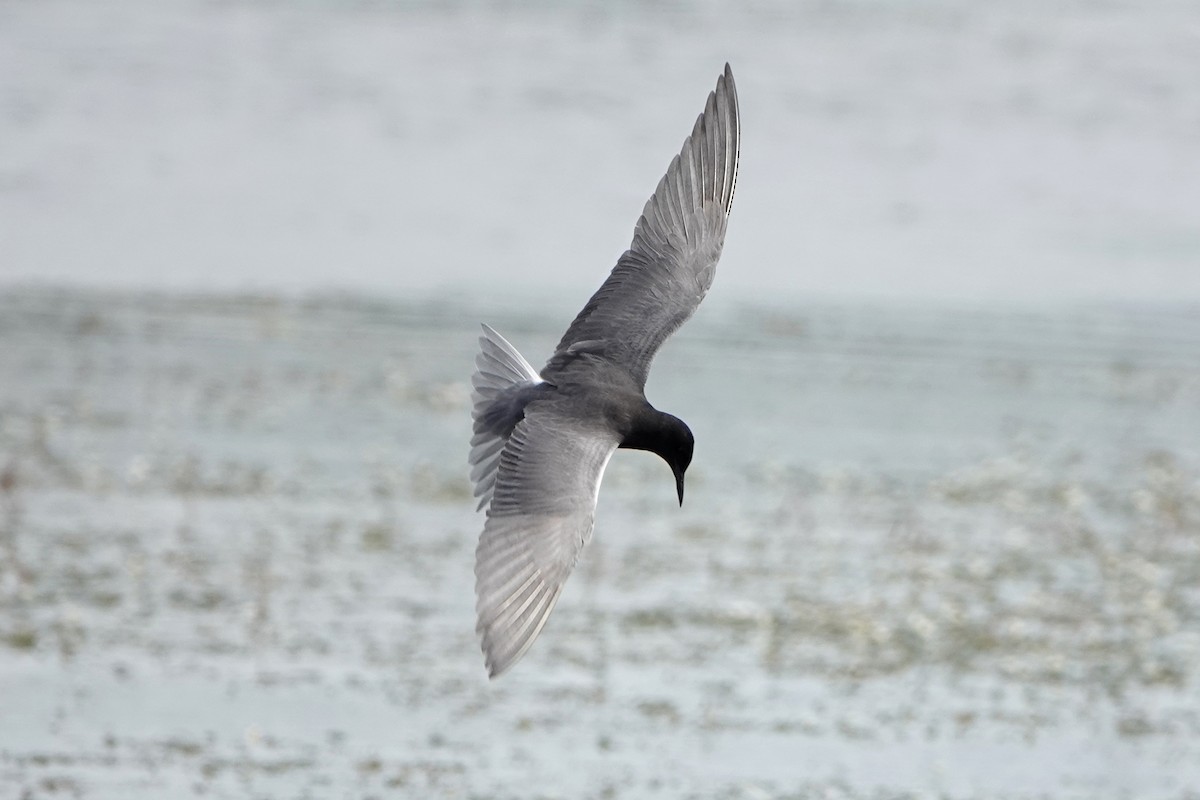 Black Tern - ML620046606