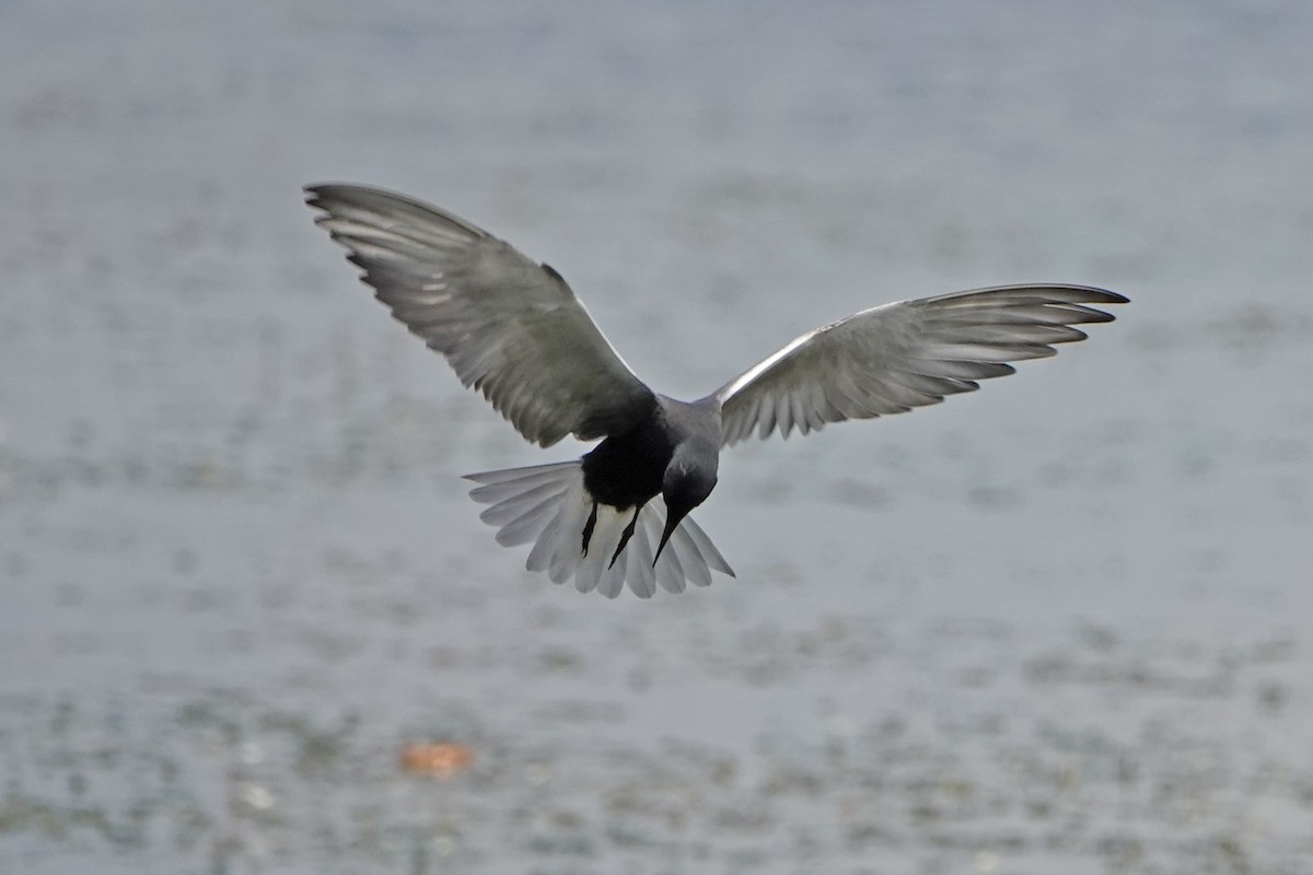 Black Tern - ML620046609