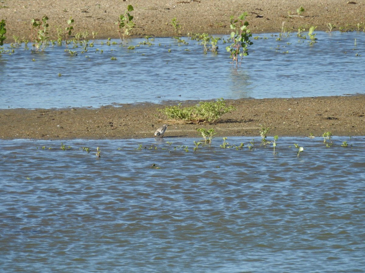 Piping Plover - ML62004661