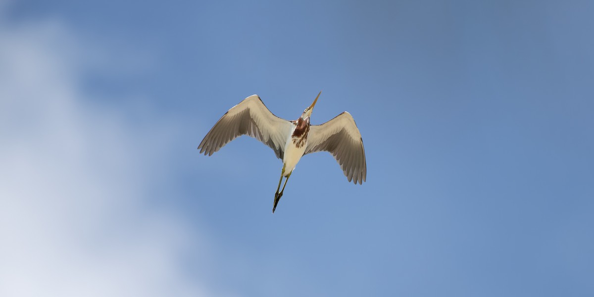 Tricolored Heron - ML620046613