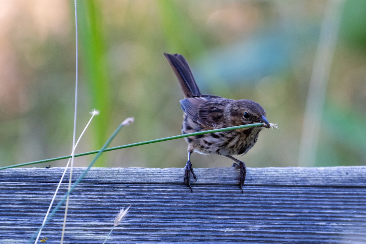 Song Sparrow - ML620046621