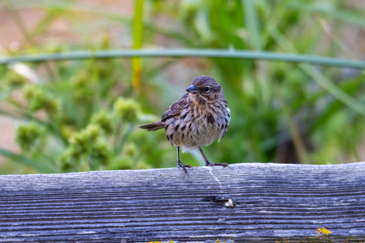 Song Sparrow - ML620046624