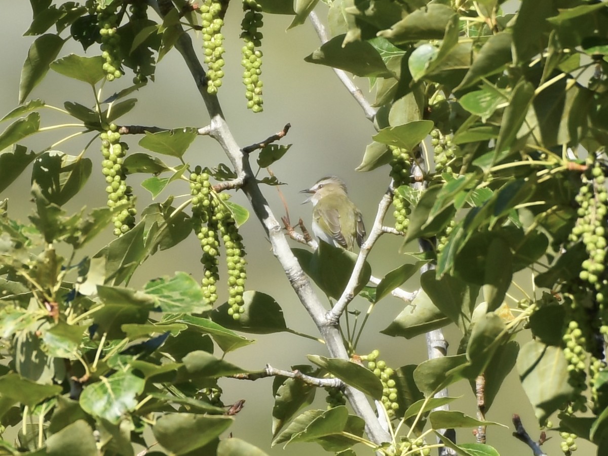 Red-eyed Vireo - ML620046650