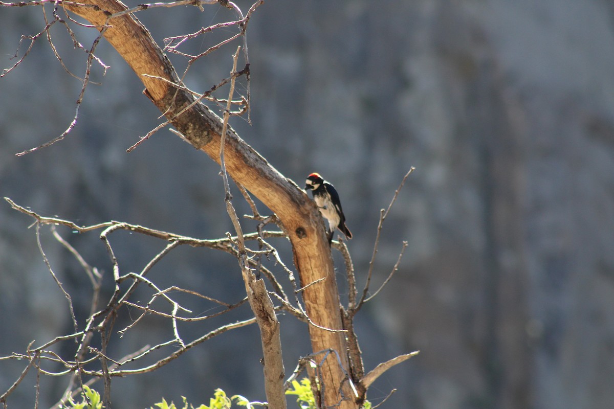Acorn Woodpecker - ML620046688