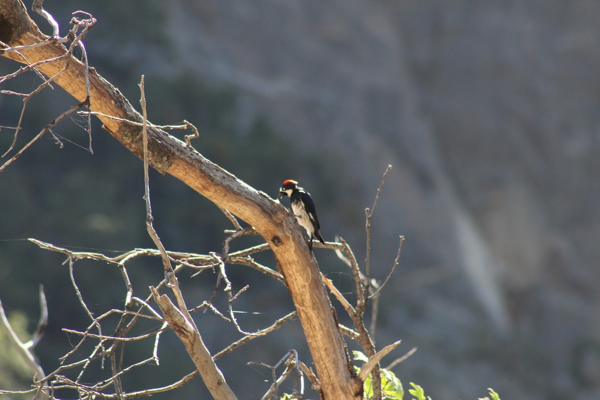 Acorn Woodpecker - ML620046689