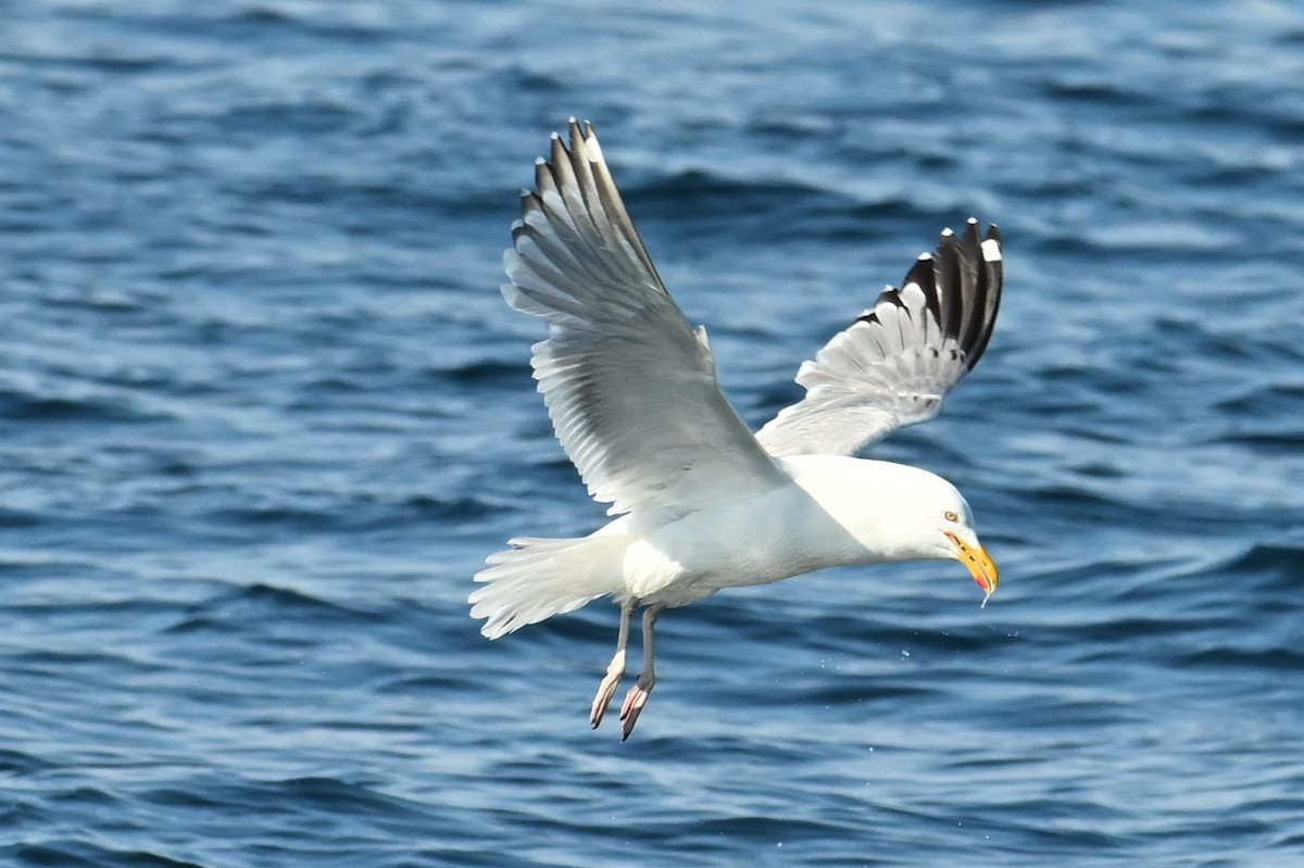 Herring Gull - ML620046690