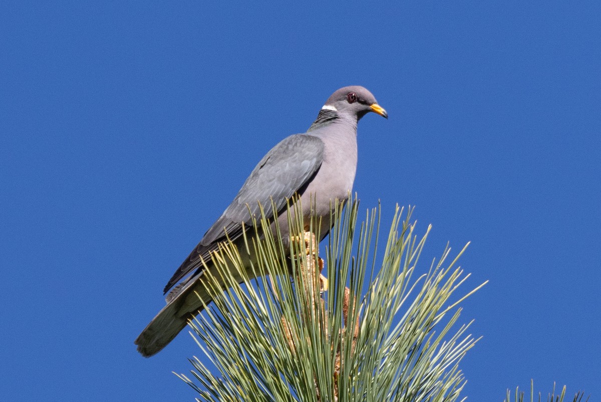 Band-tailed Pigeon - ML620046704
