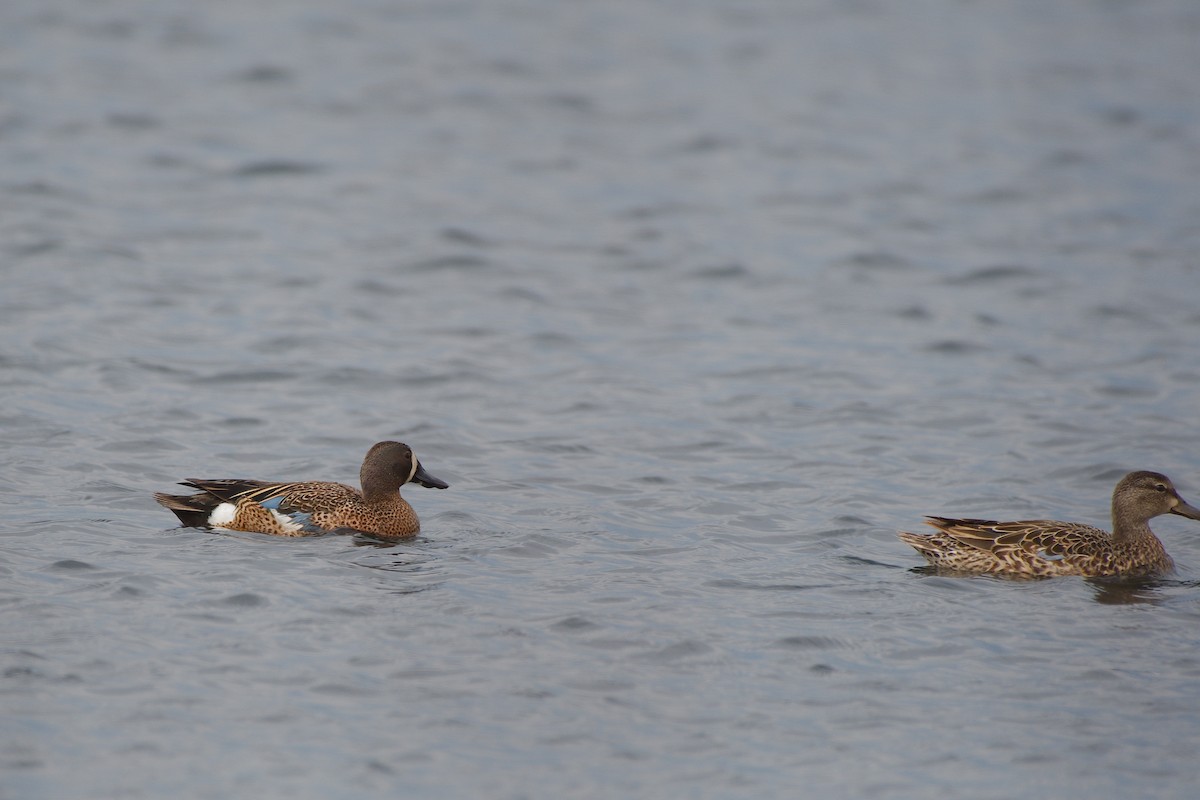 Blue-winged Teal - ML620046708