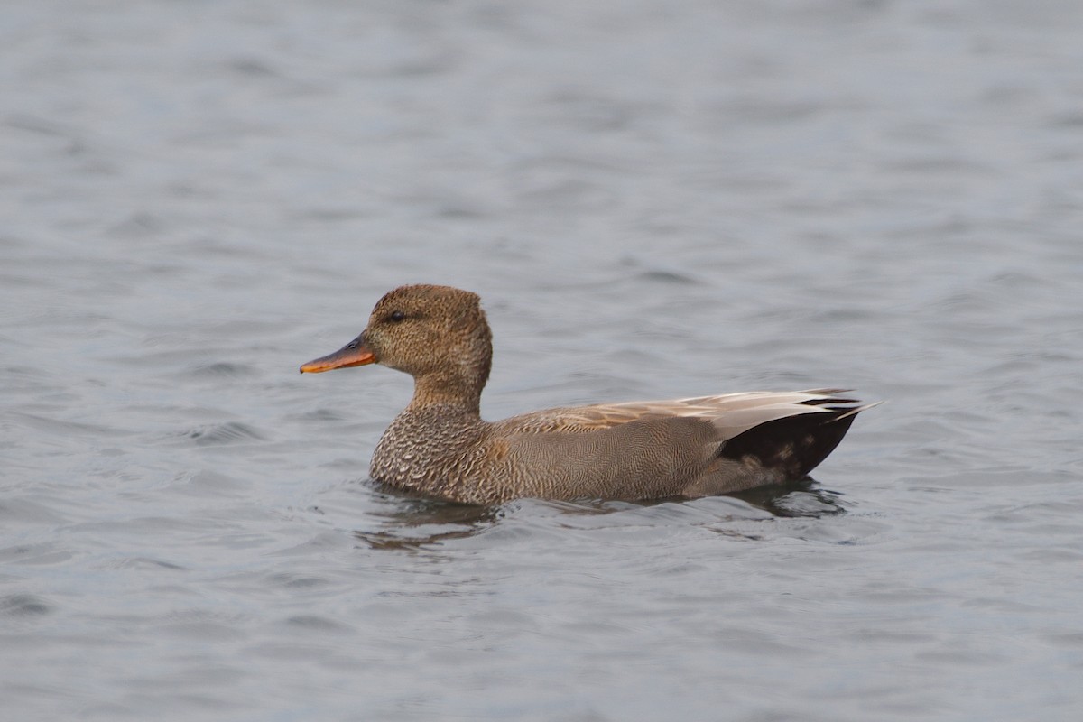 Gadwall - ML620046714