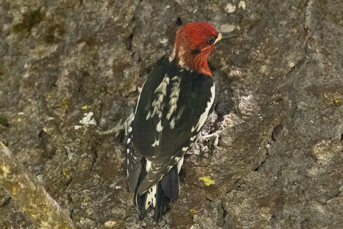 Red-breasted Sapsucker - ML620046717