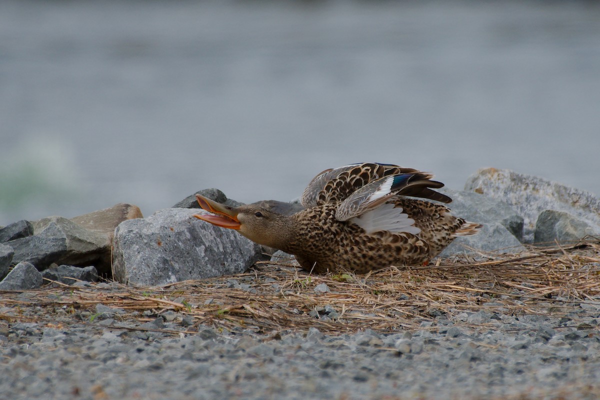 Northern Shoveler - ML620046724