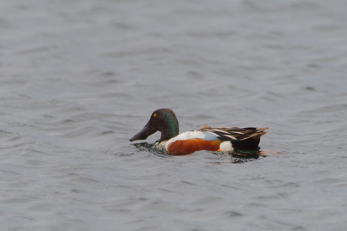 Northern Shoveler - ML620046725