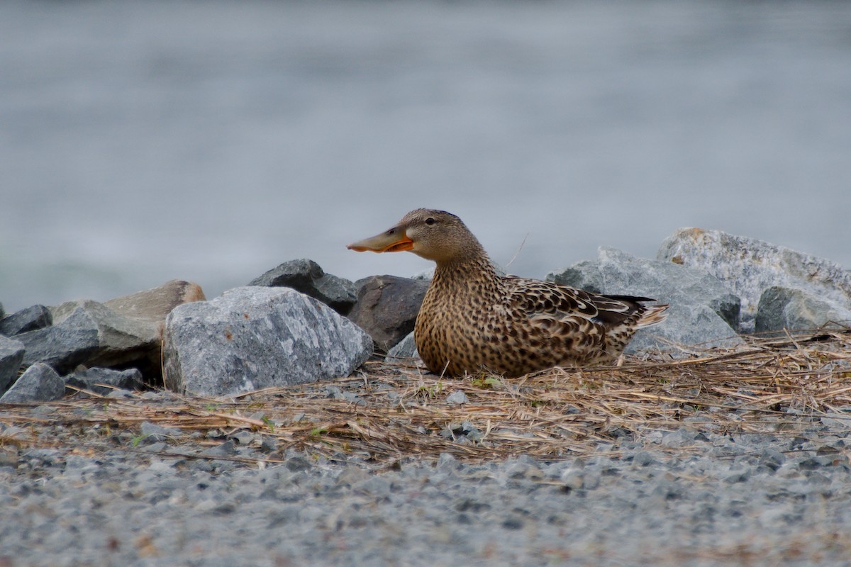 Canard souchet - ML620046726