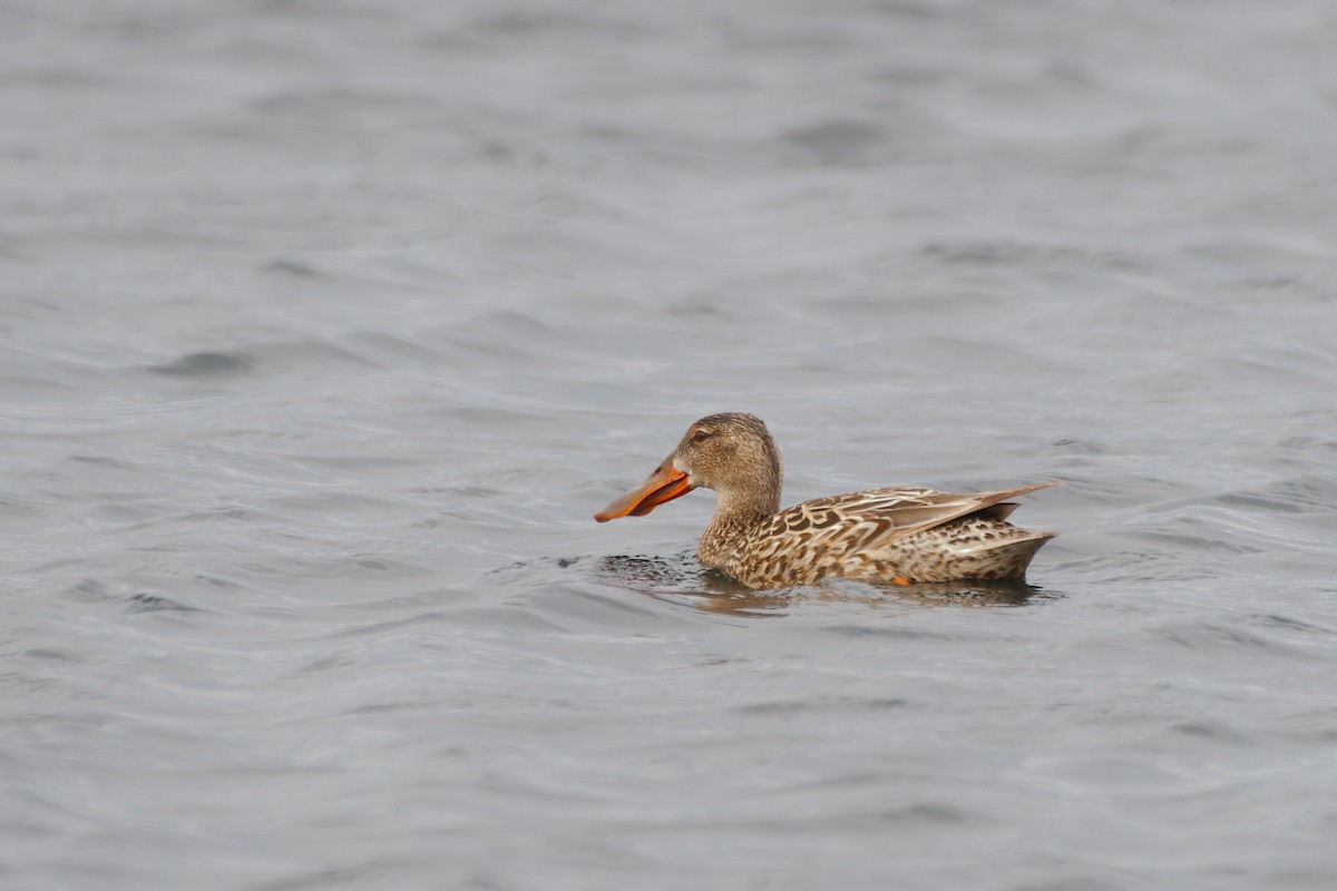 Northern Shoveler - ML620046727