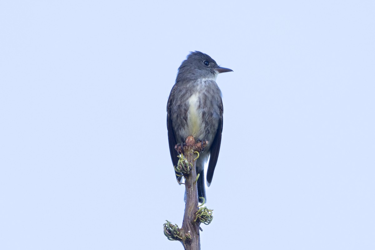 Olive-sided Flycatcher - ML620046728