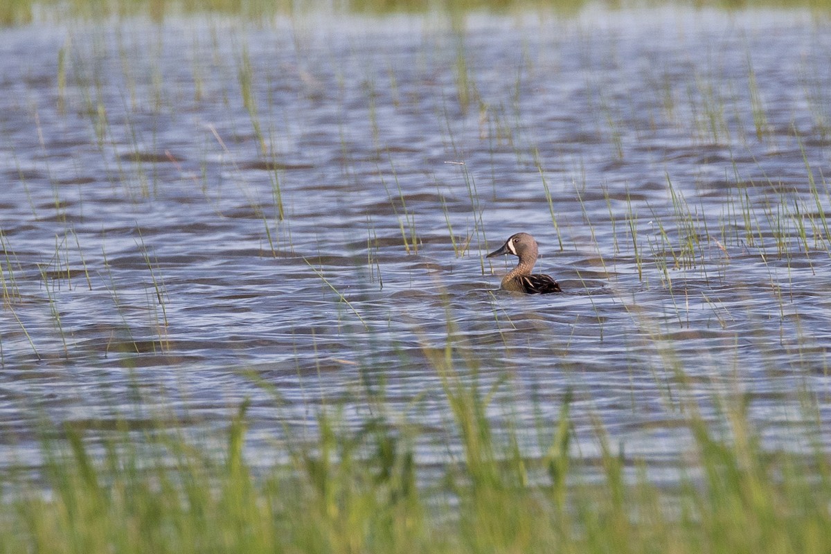 Blue-winged Teal - ML620046732