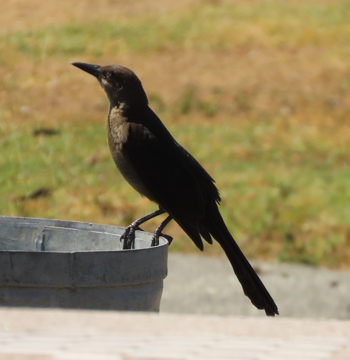 Great-tailed Grackle (Western) - ML620046733