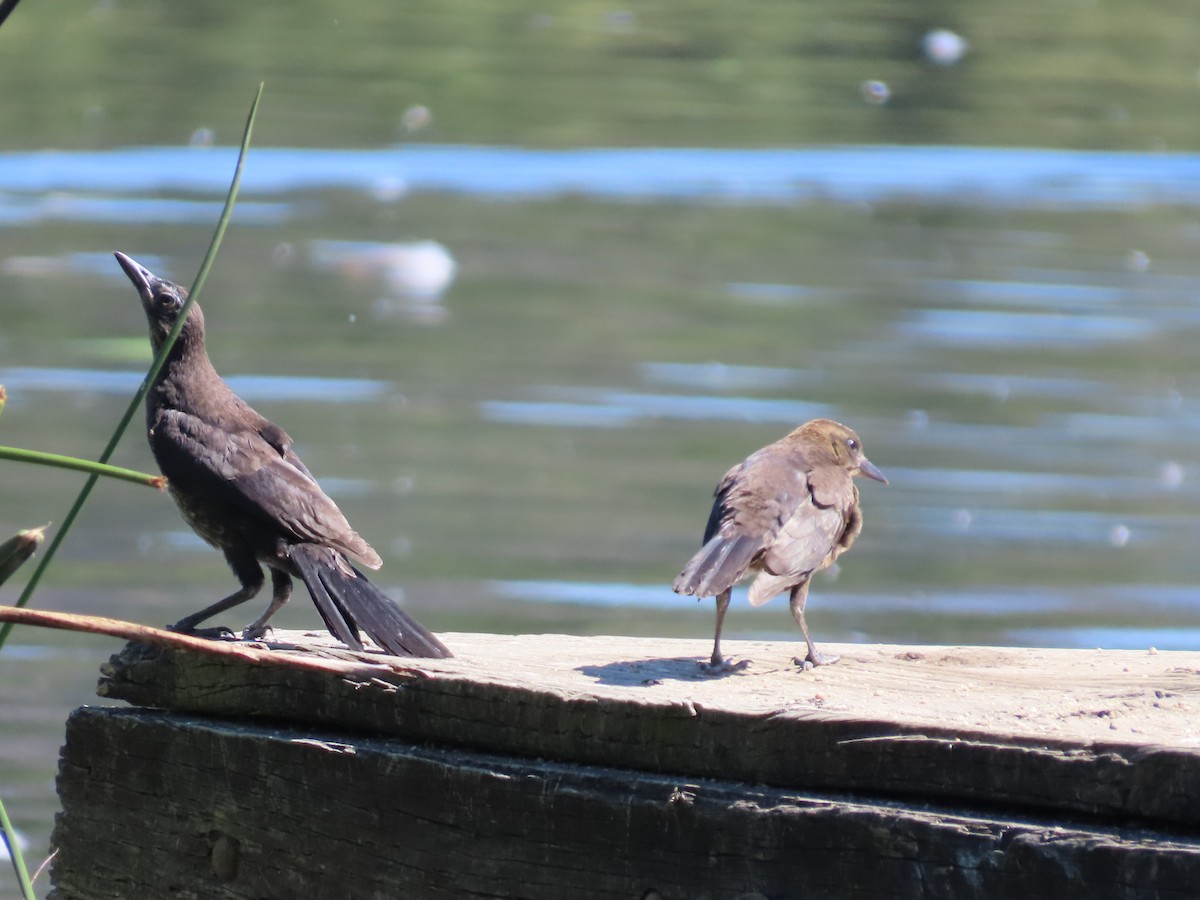 Great-tailed Grackle (Western) - ML620046736