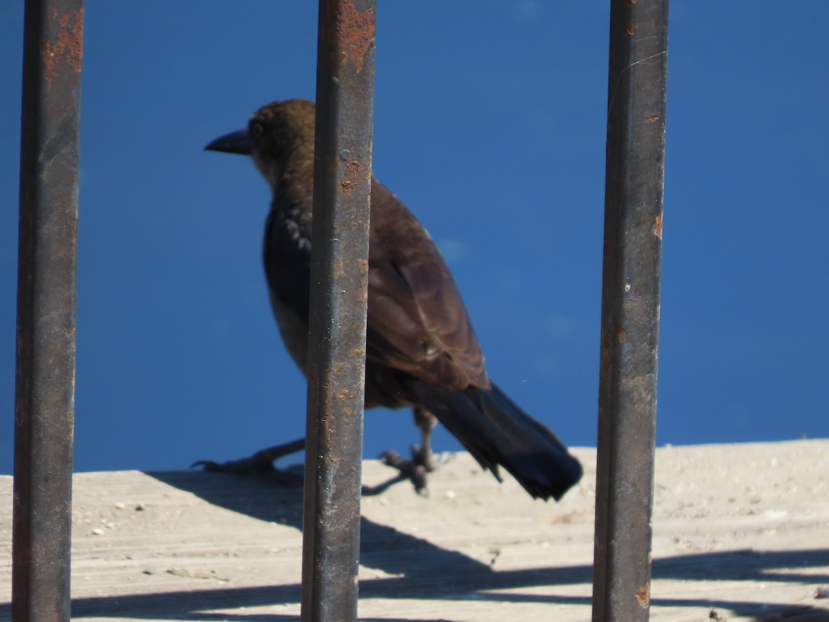 Great-tailed Grackle (Western) - ML620046737
