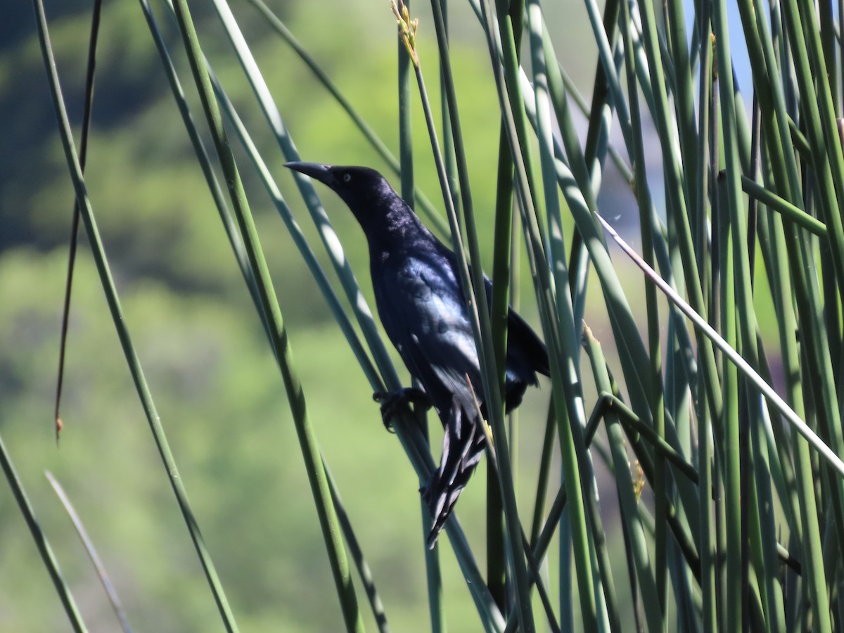 Great-tailed Grackle (Western) - ML620046739