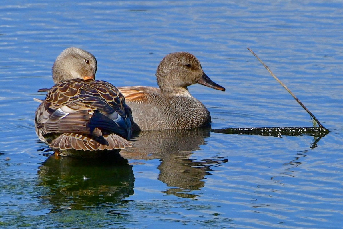 Canard chipeau - ML620046772