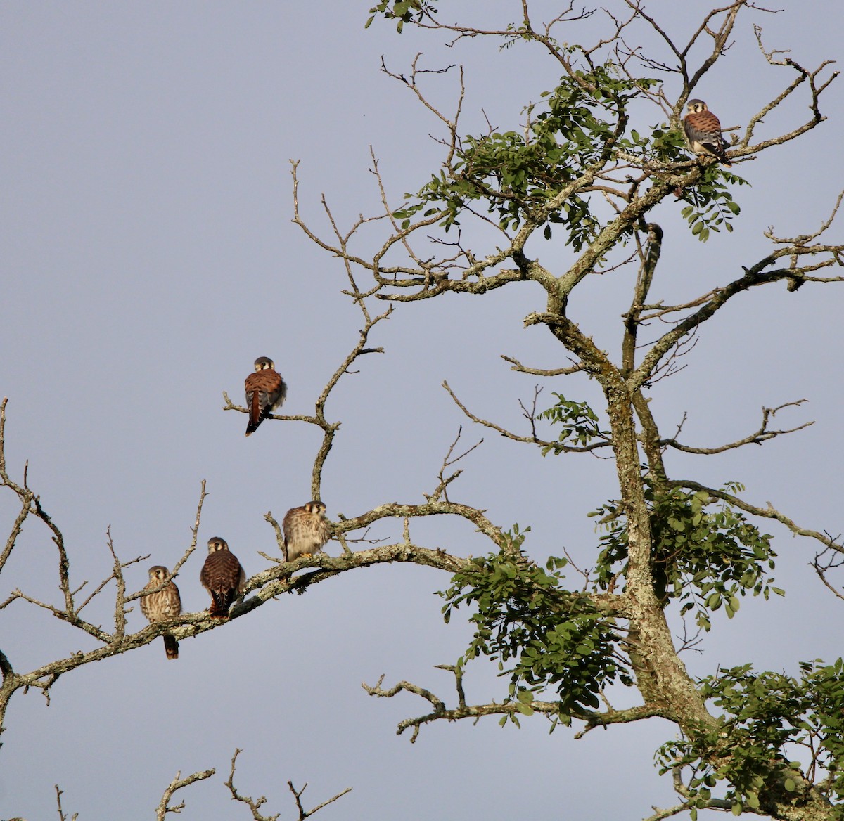 American Kestrel - ML620046776