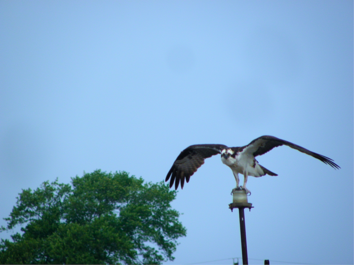 Osprey - ML620046785