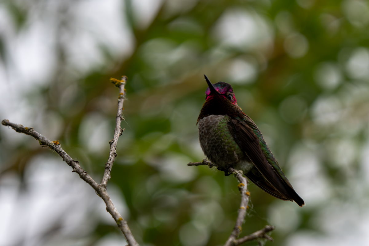 Colibrí de Anna - ML620046810