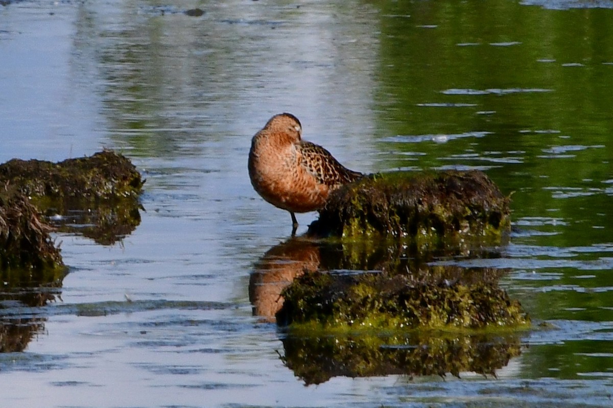 Long-billed Dowitcher - ML620046848