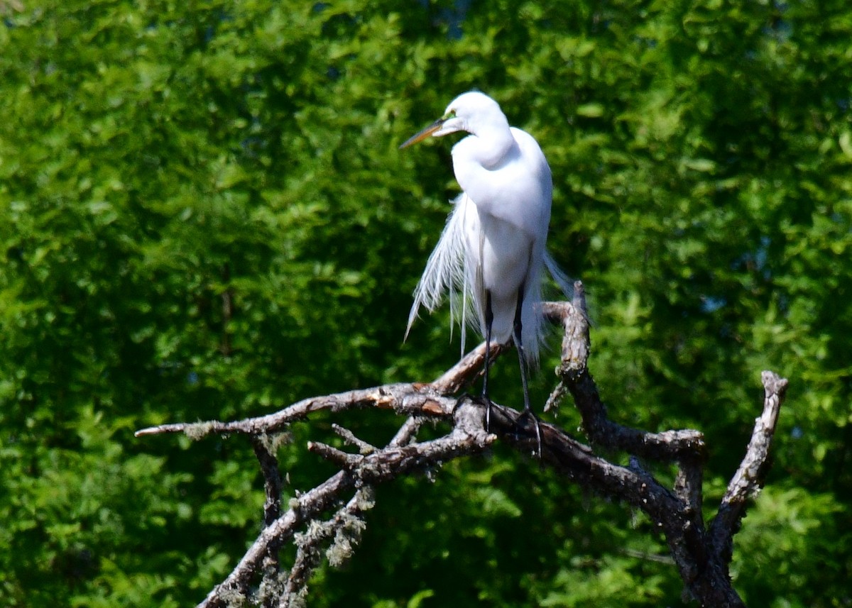 Great Egret - ML620046854