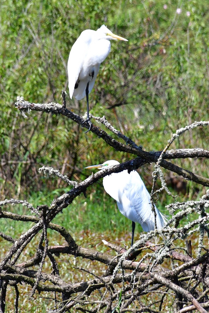 Great Egret - ML620046860