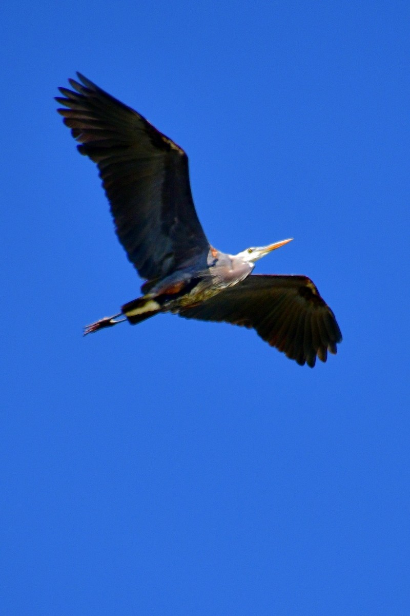 Great Blue Heron - ML620046900