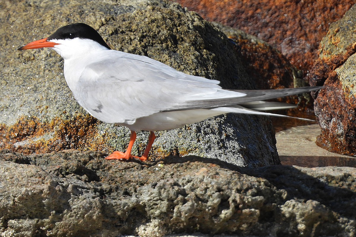 Common Tern - ML620046916