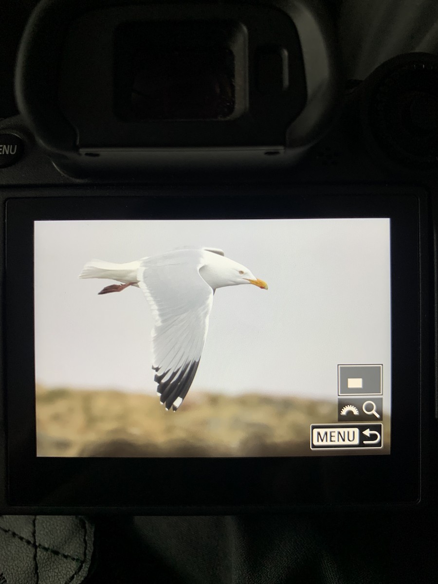 Herring Gull - ML620046919