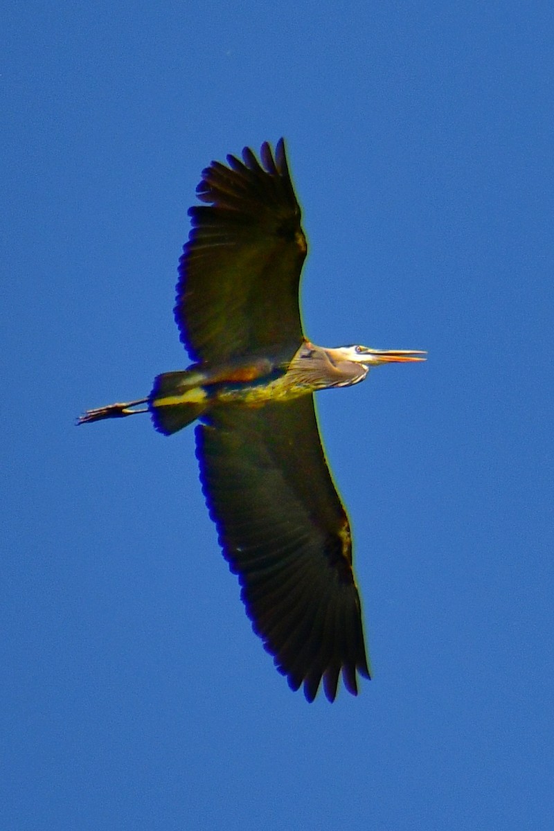 Great Blue Heron - ML620046927