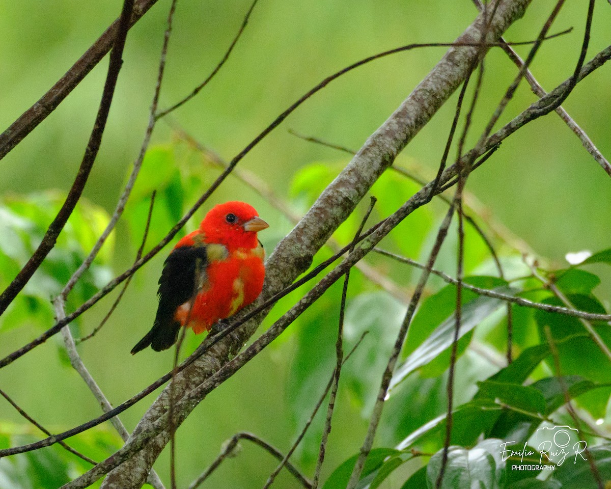 Scarlet Tanager - ML620046934