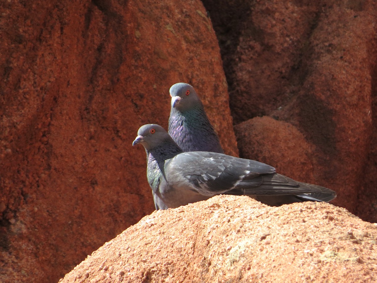 Pigeon biset (forme domestique) - ML620046936