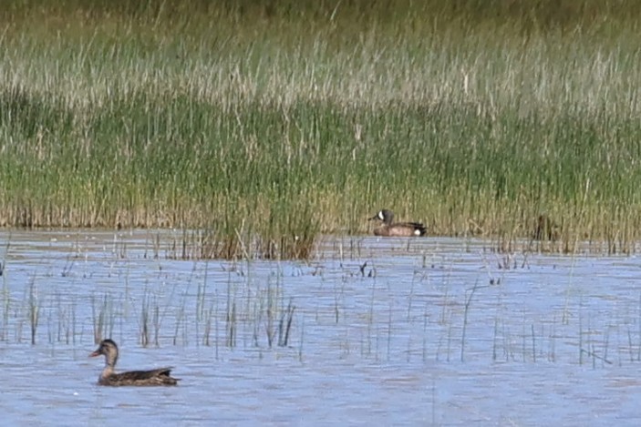 Blue-winged Teal - ML620046937