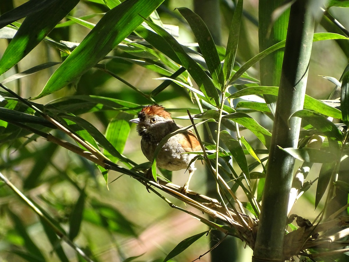 Sooty-fronted Spinetail - ML620046939